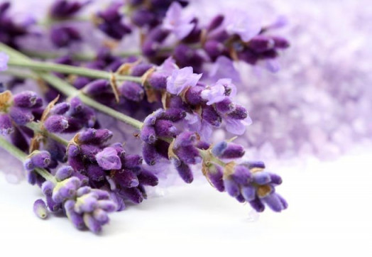 fragrancelife_lavander