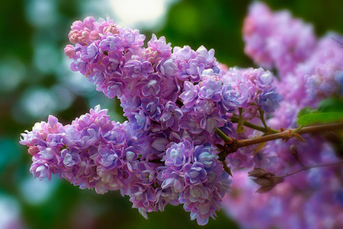 Lilac-fragrancelife