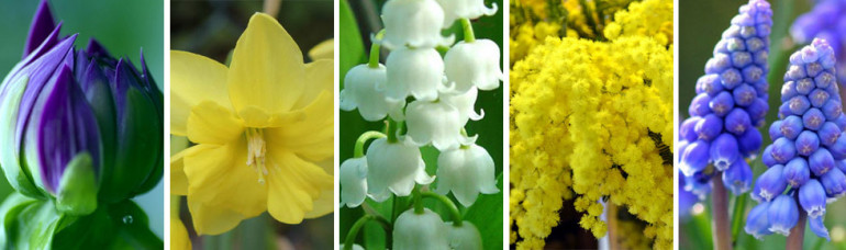 fragrancelife_primavera_notes